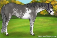 Horse Color:Black Sabino 