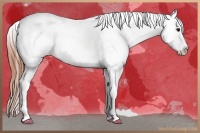Horse Color:White Spotted Blue Roan Splash Frame Appaloosa 
