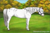 Horse Color:White Spotted Blue Roan Splash Frame Appaloosa 