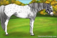 Horse Color:White Spotted Blue Roan Splash Frame Appaloosa 