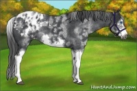 Horse Color:White Spotted Blue Roan Splash Frame Appaloosa 