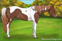 Horse Color:Chestnut Tobiano