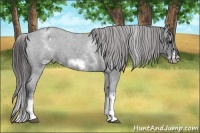 Horse Color:White Spotted Blue Roan Splash Frame Appaloosa