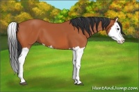 Horse Color:Bay Splash 