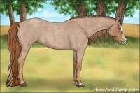 Horse Color:Red Roan Splash