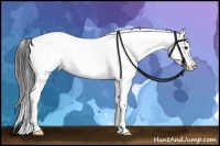 Horse Color:White Spotted Bay Splash Appaloosa 