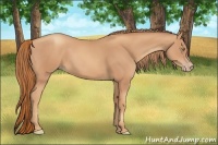 Horse Color:Gold Champagne 