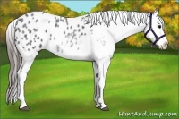 Horse Color:White Spotted Blue Roan Splash Frame Appaloosa