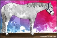 Horse Color:White Spotted Blue Roan Splash Frame Varnish 
