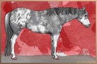 Horse Color:White Spotted Blue Roan Splash Frame Appaloosa