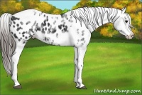 Horse Color:White Spotted Black Splash Tobiano Frame Appaloosa