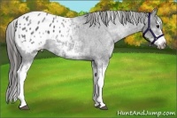 Horse Color:White Spotted Blue Roan Splash Frame Appaloosa 