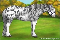 Horse Color:White Spotted Blue Roan Splash Frame Appaloosa 