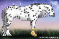 Horse Color:Black Sabino Frame