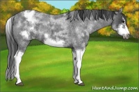 Horse Color:White Spotted Blue Roan Splash Frame Varnish