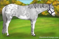 Horse Color:White Spotted Blue Roan Splash Frame Appaloosa