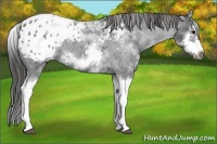 Horse Color:White Spotted Blue Roan Splash Frame Appaloosa