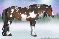 Horse Color:White Spotted Brown 