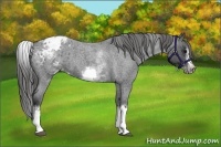 Horse Color:White Spotted Blue Roan Splash Frame Appaloosa