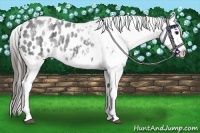 Horse Color:White Spotted Blue Roan Splash Frame Appaloosa 