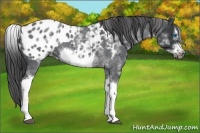 Horse Color:White Spotted Blue Roan Splash Frame Appaloosa 