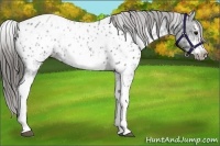 Horse Color:White Spotted Blue Roan Splash Frame Appaloosa