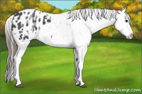 Horse Color:White Spotted Blue Roan Splash Frame Appaloosa