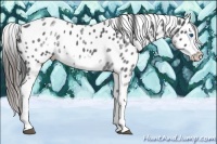 Horse Color:White Spotted Blue Roan Splash Frame Appaloosa