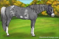 Horse Color:White Spotted Blue Roan Splash Frame Varnish 