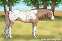 Horse Color:Red Roan Splash Appaloosa