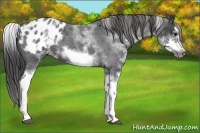 Horse Color:White Spotted Blue Roan Splash Frame Appaloosa 