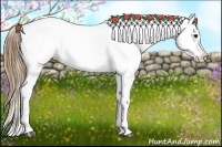 Horse Color:Buckskin Roan Splash Appaloosa Rabicano 