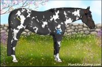 Horse Color:White Spotted Black