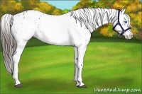 Horse Color:White Spotted Blue Roan Splash Frame Appaloosa