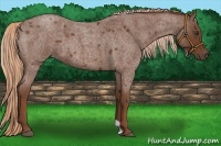Horse Color:Red Roan 
