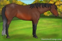 Horse Color:Bay 