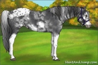 Horse Color:White Spotted Blue Roan Splash Frame Appaloosa