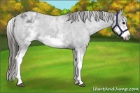Horse Color:White Spotted Blue Roan Splash Frame Varnish 