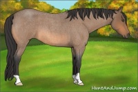 Horse Color:Buckskin Roan 