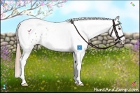 Horse Color:Chestnut Tobiano Blanket 