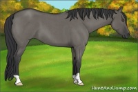 Horse Color:Grullo Roan 