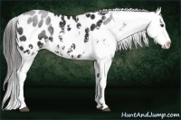 Horse Color:Liver Chestnut Sabino Near Leopard 