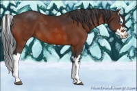 Horse Color:Bay Splash 