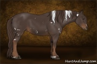Horse Color:White Spotted Liver Chestnut Sabino 
