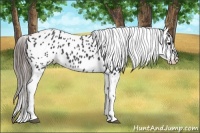 Horse Color:Black Splash Appaloosa 