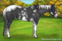 Horse Color:White Spotted Black Splash Tobiano Frame Varnish 