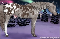 Horse Color:White Spotted Liver Chestnut Appaloosa