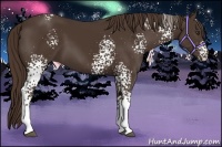 Horse Color:White Spotted Liver Chestnut 