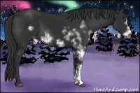 Horse Color:White Spotted Liver Chestnut Frame 