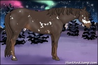 Horse Color:White Spotted Liver Chestnut